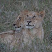  The Serengeti, TZ